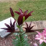 Deloris Wallace - Facebook