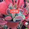 Delphine Lin - @xia291076 - TikTok