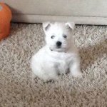 Delroy Davis - @dellyranks123 - Instagram