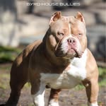 Demetrius Byrd - @byrd_house_bullies_ - Instagram