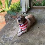 Demetrius Gregory - @mightymaxthejackrussell - Instagram