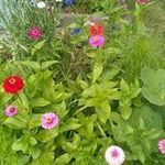 Demetrius White - @btegardener - Instagram