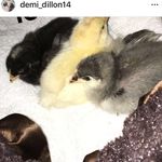@demidillon13 - Instagram