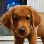 Demi Lambert - @demi.of.the.dogs - Instagram