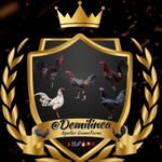 Gallos Finos - @demilinea - Instagram