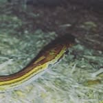 @demi.long.snake - Instagram