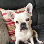 Demi Rebeschini Mello - @demi_frenchie - Instagram