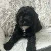 Demi Morrison - @demi.morrison0 - TikTok