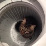 Demi Perry - @demiperrythecat - Instagram