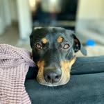Demi Randall - @demi_thepup - Instagram