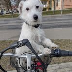 Demi Jack Russell terrier - Facebook