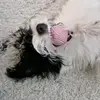 MoreDemi_jackrussell - @mizzu_0_0_ - TikTok