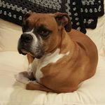 Dempsey Murphy - @concernedboxer - Instagram