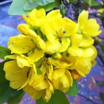 Đến Phạm - @ngocden120249 - Instagram