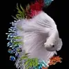 Den Pham - @den.pham07 - TikTok