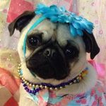Dena Baker - @elliebellelovepug - Instagram