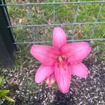 Dena Ball Thomas - @thomasdena2 - Instagram