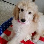 Dena Barnes Plendl - @denaplendl - Instagram
