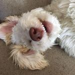 Dena Lish - @denabarneslish - Instagram