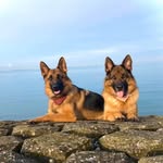 𝓓𝓮𝓷𝓪 𝓮𝓷 𝓑𝓪𝓻𝓽 - @dena_bart_germanshepherds - Instagram