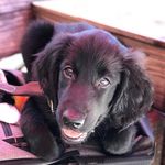 Dena Barton Kelly - @theworldofwillowbark - Instagram