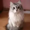 denaedbowen - @denaedbowen - TikTok