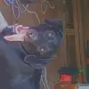 denaealboyd528 - @denaealboyd528 - TikTok
