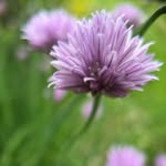 Dena Boyle - @boyledena67 - Instagram