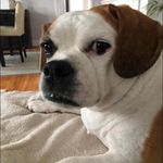 Dena Bull - @dena.bull.7 - Instagram