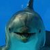 Dena Burch - Facebook