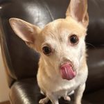 Dena Burnett - @myhattrickofdogs - Instagram