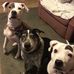 Dena Foster - Facebook