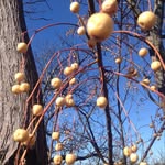 Dena Mills Scott - @denascott59 - Instagram