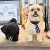 Dená Mills Sinclair - @mommyof4and2furbabies - TikTok