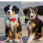 Ruthie & Dena the English Shepherds - @ruthie_and_dena_es - Instagram