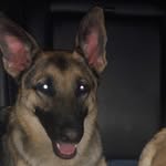 Denali - @denali_the_shepard_ - Instagram