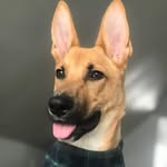 Denali the Shepard Lab - @denalitheshepardlab - Instagram