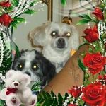 Dena M. Shepherd - @denam.shepherd257 - Instagram