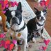 Dena Sheppard - Facebook