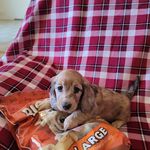 Dena Stackhouse - @rockndoxies - Instagram