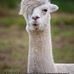 Dana Jacobs Stratton - Facebook