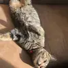 Hiiii - @denali.anxa.swift0928 - TikTok