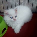 Dena Wisesa - @denawisesa - Instagram