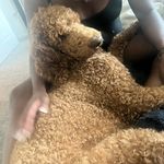 Deneen Thomas - @deneent870 - Instagram