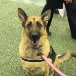 Denene Harper - @pawsitivelyspeaking - Instagram