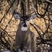 Denise MacLean - Facebook