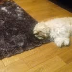 Denis Tiny Buckley - @denistinybuckley - Instagram