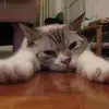 Denis Chow - @2167019988 - TikTok