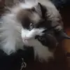 Denis_Fahey - @denis_fahey - TikTok