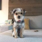 Denis Labelle - @ken0uil - Instagram
